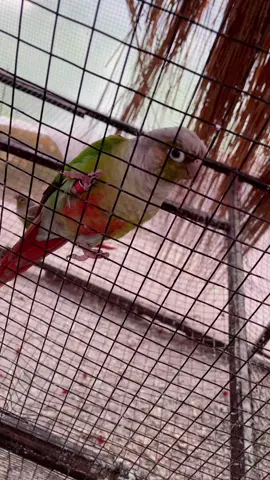 Beshak💯#viral#foryoupage#foryou  