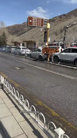 Is anyone missing a horse?!