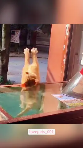 #cats #cutecats #foryou #funnytiktok #funnyvideos #usa #funnyanimals #fypシ #cute #funnycat #catlover #funnypets #viral #funny 