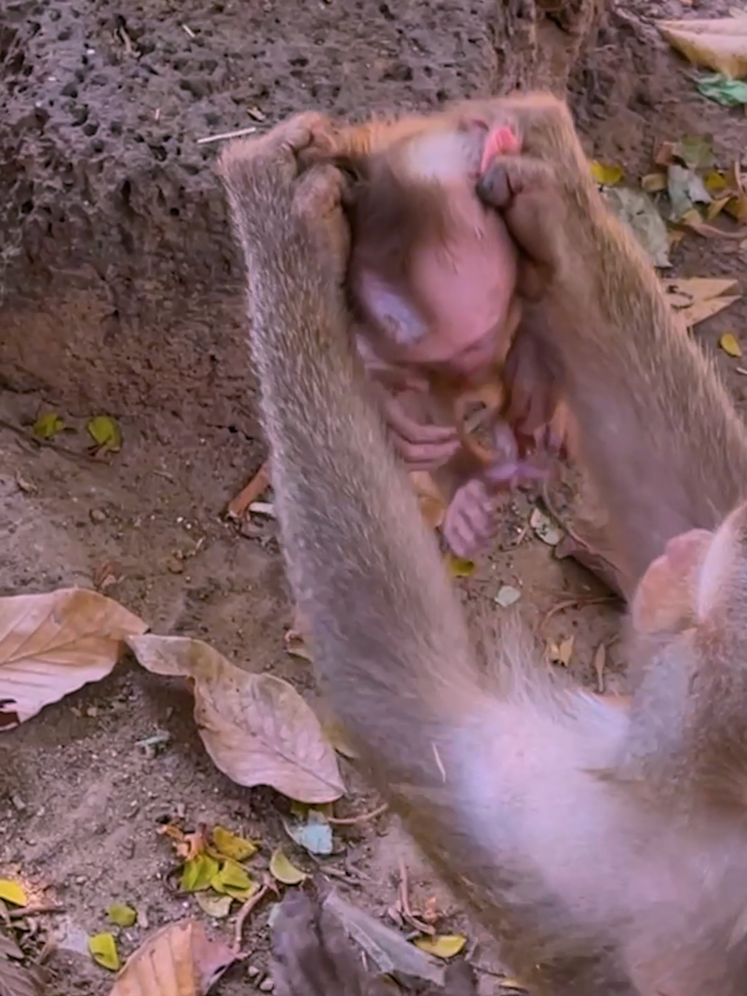 33. OMG Pitiful ! Poor baby monkey Lily is always abused by her mother Libby and not get love from her mother   #babymonkey #monkey #sovanateam #babylily #monkeylibby #babyrainbow #babyleo