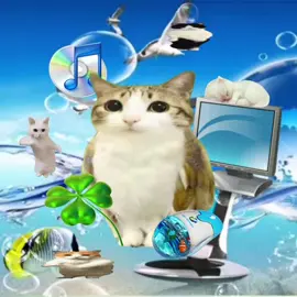 what do you think of owlcat frutiger aero? #frutigeraero #sillycat #catcore #catmeme #mecore #catsoftiktok #brainrot #cattok #jollytok #sillycats 