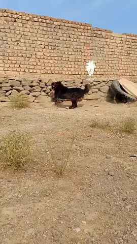 best security dogs in pakistan #gaddidogs #mastiffdogs #goatfarming #doglovers #alabaidogs #petslover #fyp #foryoupage #viralreels #trendingvideo #petslovers😍 #petsvideos 