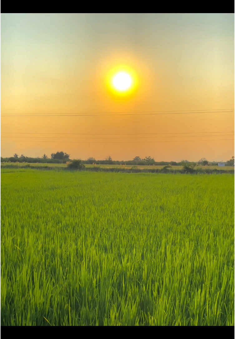 🌅🌾#โปรโมทเพลง #วิวบ้านนอก🍃 #เธรดท้องฟ้า #ทุ่งนายามเย็น #ฟีดดดシ #fyp 