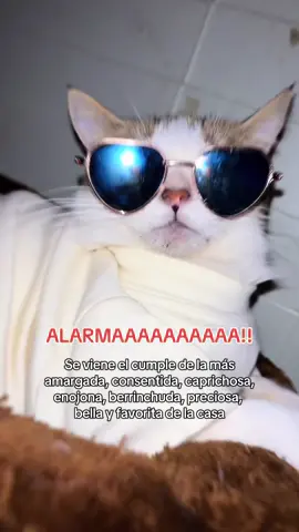 Alarmaaaa!! Se viene mi cumpleeee🎉 #catsoftiktok #sevienemicumple #mayo #happybirthday #cumpleaños #gatosdetiktok #paratii #fypツviral #compartir 