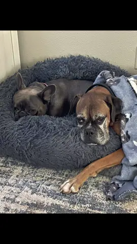 Heaven has gained a angel Auto was the best dog anyone could have asked for. I was so blessed to be his mom #Auto #rainbowbridge #dogheaven #boxer #boxersoftiktok #dogmom #grief 