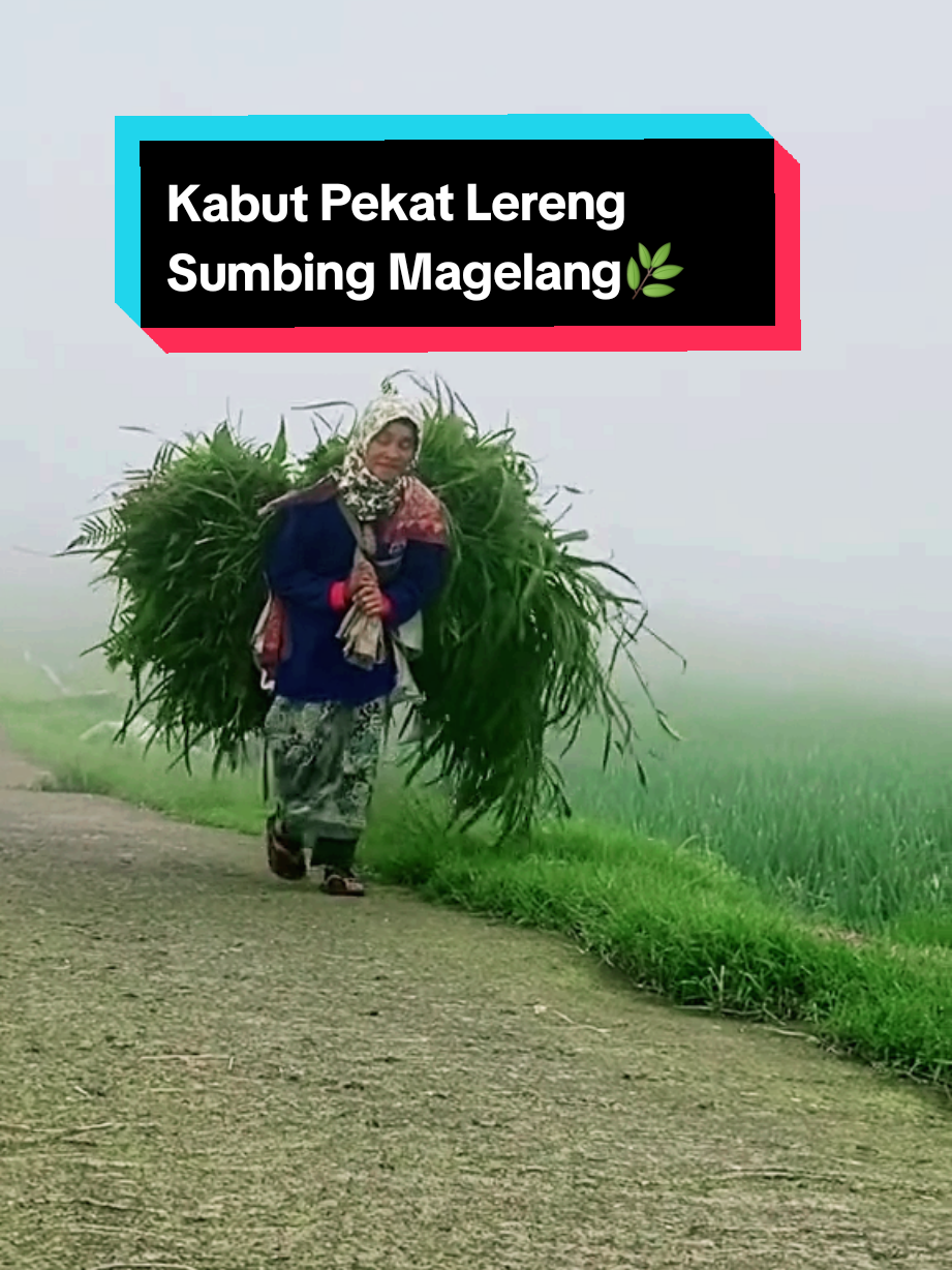 Menembus kabut....🌿❤😍#mlampah2_57 #fyp #fypviralシ #padahariini #kabut #videoestetikkabut #jalanjalanalatiktok🌲🌿 #magelangexplore #videoestetikmagelang #wisatamagelang #berburusunrise2025🌞❤️🌿 #estetik #jalurlangitmagelang🌿❤️ 