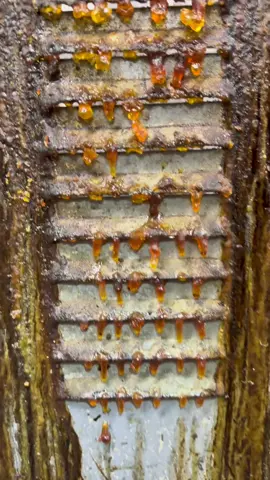 Dallas Texas & Fort Worth Restaurant Cleaning Service.  Dri Ice Blasting Restaurant Industry.  Henny Penny Fryer Cleaning With Dry Ice.  #dirty #grease #hardwork #hardworkpaysoff #cleaningtips #dryiceblasting #dryicecleaning #dryice #satisfying #oddlysatisfying #fryer #restaurantcleaning @Henny Penny @ColdJet @Arctic Blast 