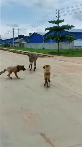 Funny dogs🤣🤣#funny #fyp #foryou #funnyvideos #funnyanimals #dog 