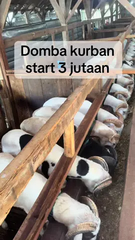 Selamat pagi bolo🤩 ready domba kurban start 3 jutaan, free pengiriman Bandung raya 🤤 #peternakmuda #dombagarut #dombaqurban #hewanqurban 
