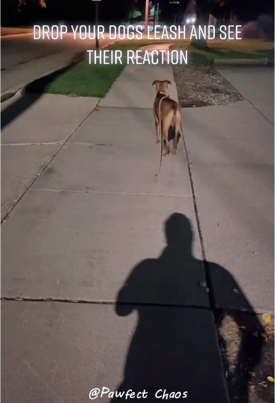 Drop dog leash challenge 😂😂🐶#dog #dogs #dogsoftiktok #funnyvideo #funnypet #funnyanimals #animals #pet #pets #PetsOfTikTok #cute #cuteanimals #fyp #usa #fypシ #fypage #fypシ゚viral #fyppppppppppppppppppppppp 