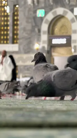 #عيوش_ابنة_الحرم_المكي 