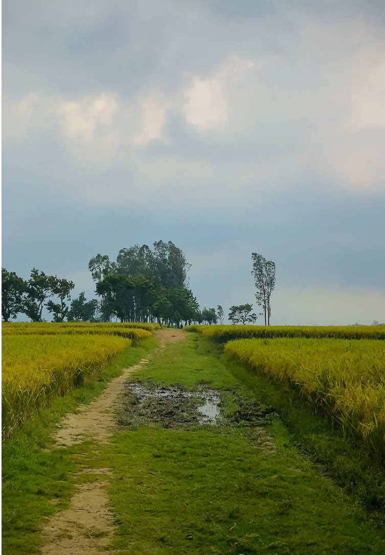 বৃষ্টির আগে ধানখেত যেন স্বপ্নে নাচে, মিঠু পথ ধরে হাওয়া নীরবে বাঁচে ⋆࿐😌❤️‍🩹 #প্রকৃতি #sky #tree #fyp #fypシ #fypシ゚viralシ #unfrezzmyaccount #tiktok #shorts #song #weather #views #reels #nature #natural #scenery #foryou #trending #viral #viralvideo #sunset #village #NaYaN #NaYaN56 @TikTok @tiktok creators @TikTok Bangladesh 