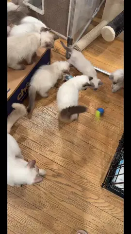 #tiktoklive #livehighlights #fyp #kittens #cat #catsoftiktok #tiktokshop #tiktok #tiktokshopaffiliate #cats #cattoys 