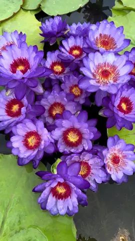 #xuhuongtiktok #xuhuong #chill #yeuhoa #hoa #hoasung #viral #hoa sen#câycảnh 