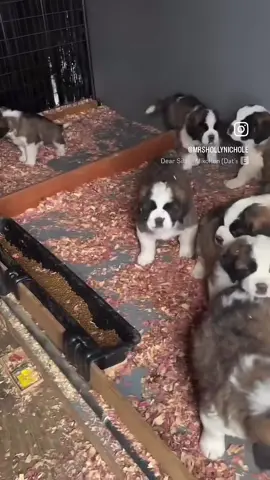 April was for the dogs 🐶  #pup #fyp #foryourpage #recap #april 