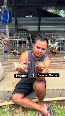 Perbedaan Anak Ayam Sweater Dan Sweater Siluman  #ayam #ayamfilipin🇵🇭 #peternakmuda #peternakayam #fyp 
