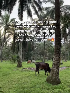 🔥#peternakmuda #peternaklembu🐂 #rantauprapatlabuhanbatu #fypdongggggggggシ #fypviralシ #angonlembu🐃 