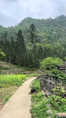 Sáng ra chào buổi sáng tí mà có zẻ hơi quá chén🥴 #hagiangloop #datohagiang #chupanhhagiang #hagiangtour #dulichhagiang #reviewhagiang 