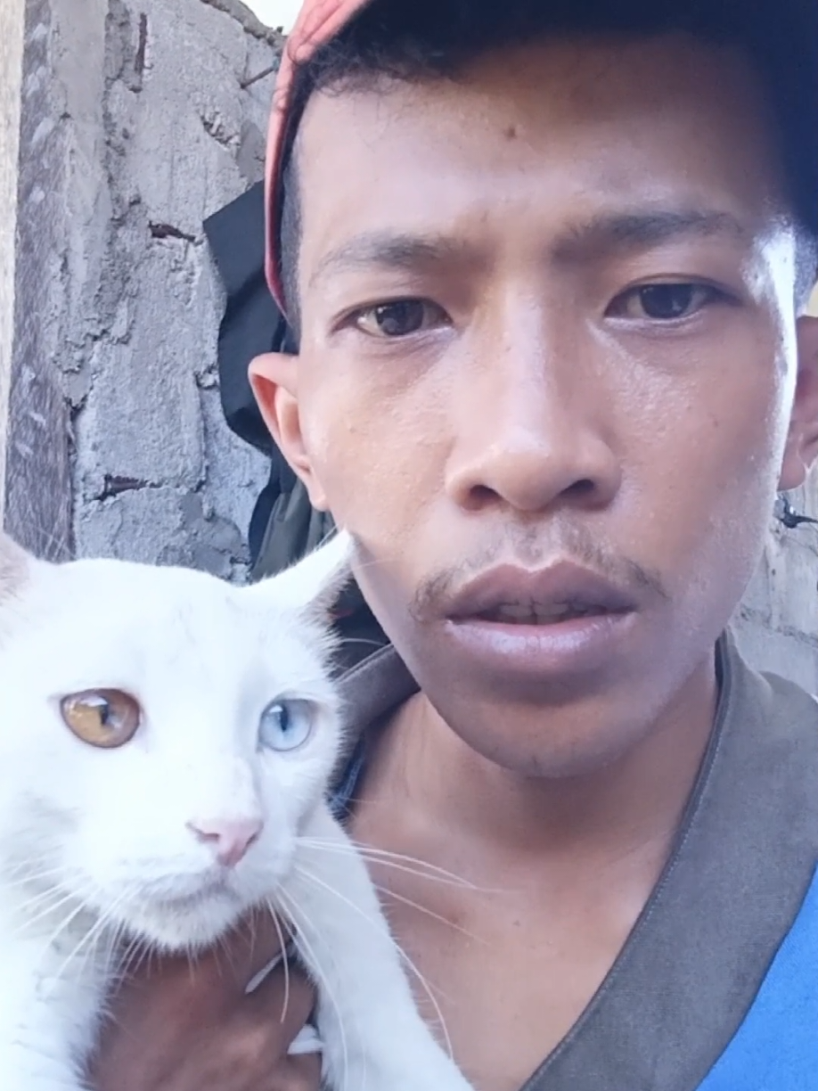 pantes aja banyak yang mau nyolong nih kucing😦  #fyp #viral #realviral #lucu #hiburan #kucing #kucingmahal 