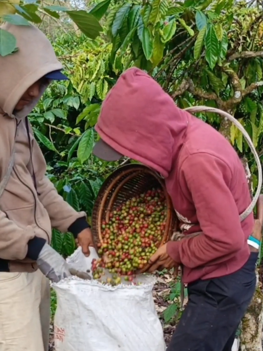 masuk karung #kebunkopi #petaniKlkopi  #kopiindonesia #kopinusantara #tanamankopi  #perkebunankopi #pohonkopi  #buahkopi #panenkopi  #stekkopi #belajarbertani  #petanimuda #FYP #buahkopi #videopertanian #kopilokal #petanimelenial  #ceritapetani #kopi #coffee #petanikopimilenial 