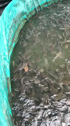 Cara mengatasii guys?? Lele kena penyakit kuning🤣😭 #fyp #peternaklele #pengusahamuda #kediri24jam #lelekonsumsi #suksesmuda #lelesangkuriang #masukberandafyp #ikanlele #budidayalele #lelekuning 