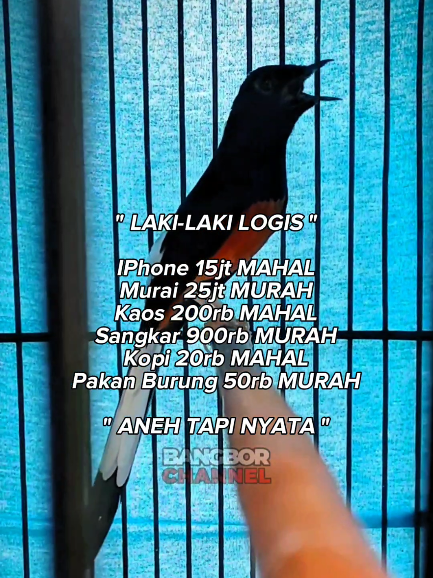 Laki-Laki memang susah di tebak #fyp #fyp #kicau #kicaumania #duniakicau #muraibatu #viral #vidioviral