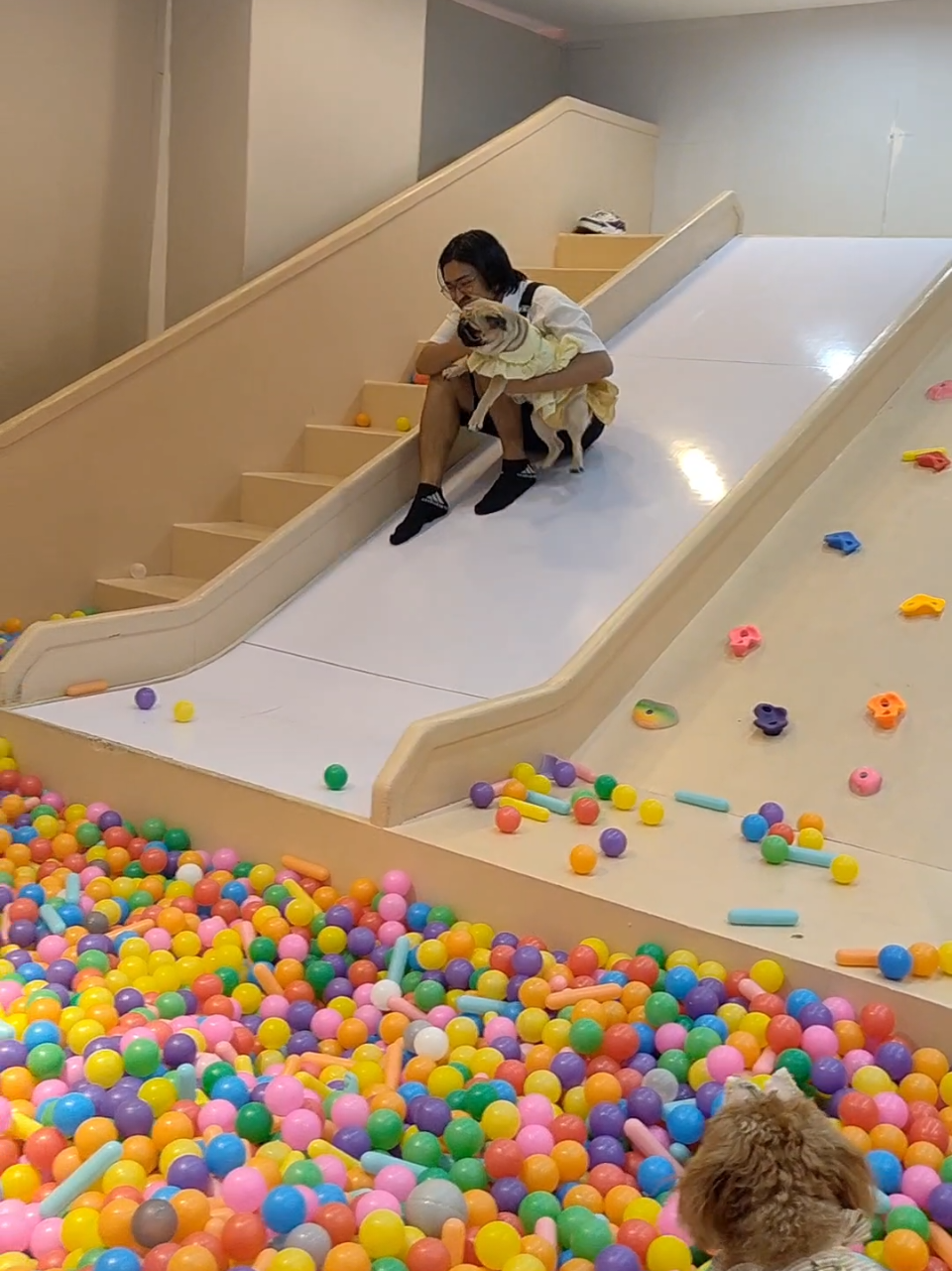 Replying to @itsmeleannep Some of the highlights during our visit at @yourdreamlab! They're guaranteed pet-friendly, we had the best-est of time, and the staffs are accommodating too! We'll be posting more details tonight since many are asking 🥹🫶🏻 #petfriendlyph #dogsph #catsph #petsph #hirayatailssquad #hirayatails #Dreamlab @Dream Lab 