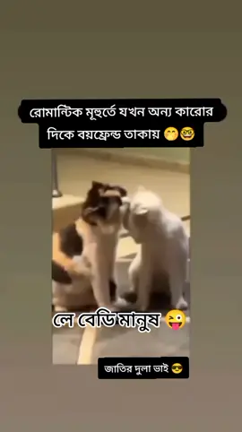 #Funny Cats On Tiktok #funnyvideos #foryoupage #foryou #🇧🇩♥🇸🇦 