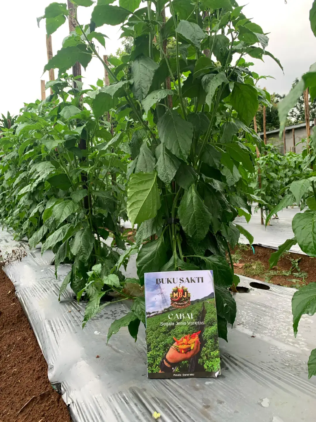 ayo teman teman semua gabung seniman pertanian/SNIPER di jamin teman2 semua ga akan gagal dalam budidaya tanaman cabai #fyppppppppppppppppppppppp 