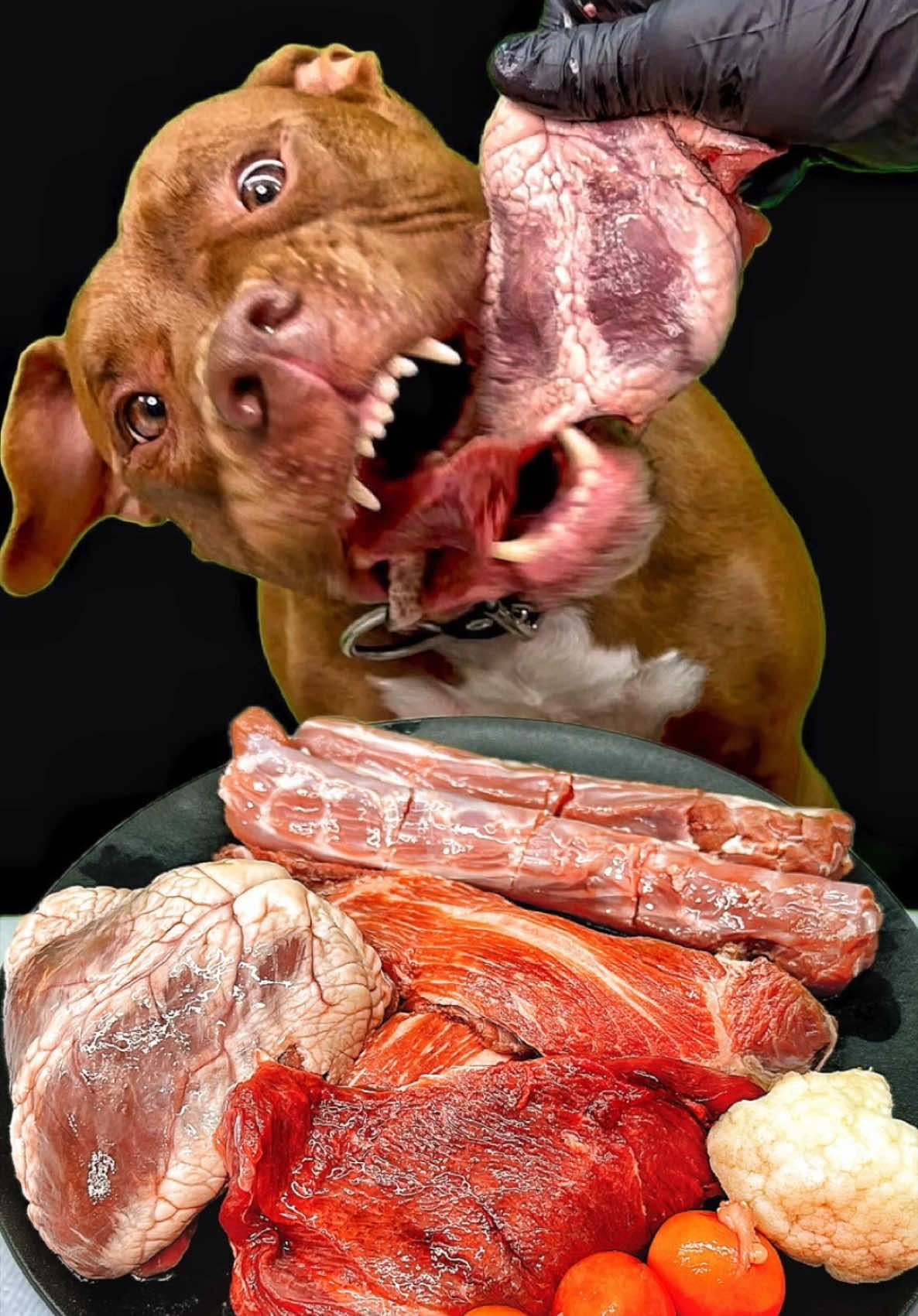 ピットブルの咀嚼音 お肉はこちらで買ってます👇 https://www.wan-mart.com/ #ASMR #dogasmr #mukbang #pitbull #ピットブル  @BounceThePitbullﾊﾞｳﾝｽﾁｬﾝﾈﾙ🇯🇵 