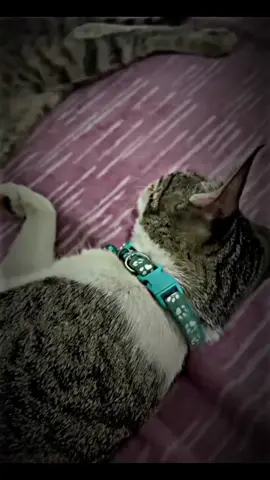 Yo saque ese clip pero después yo lo edite porfavor apoyemen🗺 #creador #gatos #tiktok #edits #video #bachira 