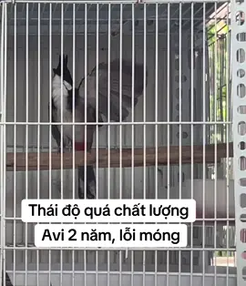 Lỗi móng, nhưng lại trùm avi. Anh em quan tâm kết nối nhé❤️#chaomaohue #chaomaohotdau #hungchimhue75 #chaomaobaydau #chaomaothidau #xuhuong 