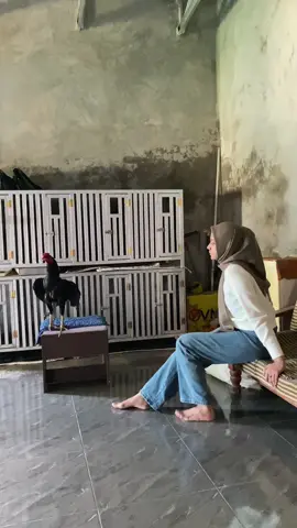 Kamu+ayam❤️#larkumbang#pshtpusatmadiun#pshtnganjuk#nganjuk24jam 