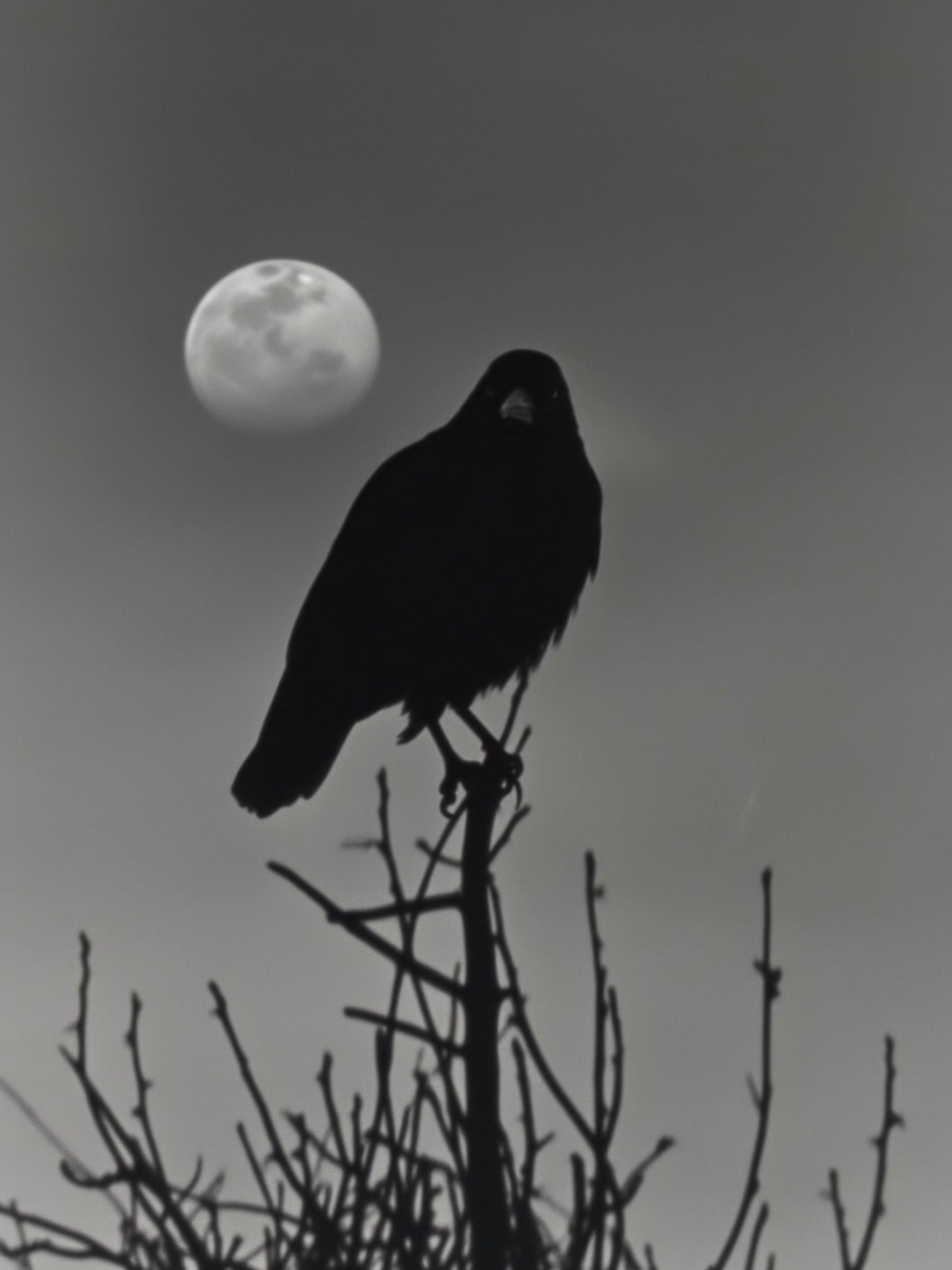 Karanlığın içinden gelen bir çağrı… Raven’s Shadow. Horus Nefertem. #horusnefertem #erkekparfüm #nicheperfume
