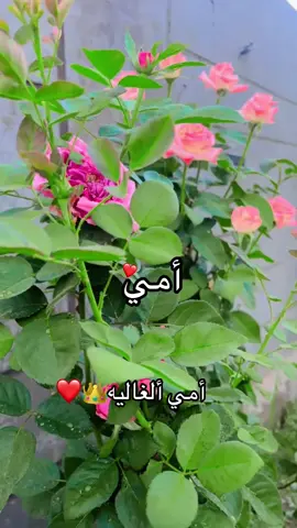 @دمعه حزن @ورده جوري♥️♥️😇 @الامـᬼ 🖤⑅⃝ـᬼيرة͢ @•حَـ♕ـمُـ໑دِيْ العلواني 