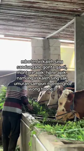 #storytime #bismillah #bossapi #sapijumbo #anakmuda #sobatngarit #4u 
