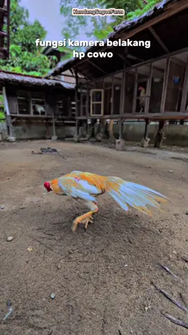 Maskot Maskot Kandang🥰 #kandangSagoeFarm  #bangkokklasikkaturanganekorlidi  #pesonaayambangkokhiasekorlidi  #ayamekorlidisuper  #ayamekorlidiaceh  #ayamekorlidi  #ayamhisaekorlidiindonesia  #peternakayam  #ayamhias  #ekorlidi  #kopaliindonesia  #fypdonggggggggggggシ 