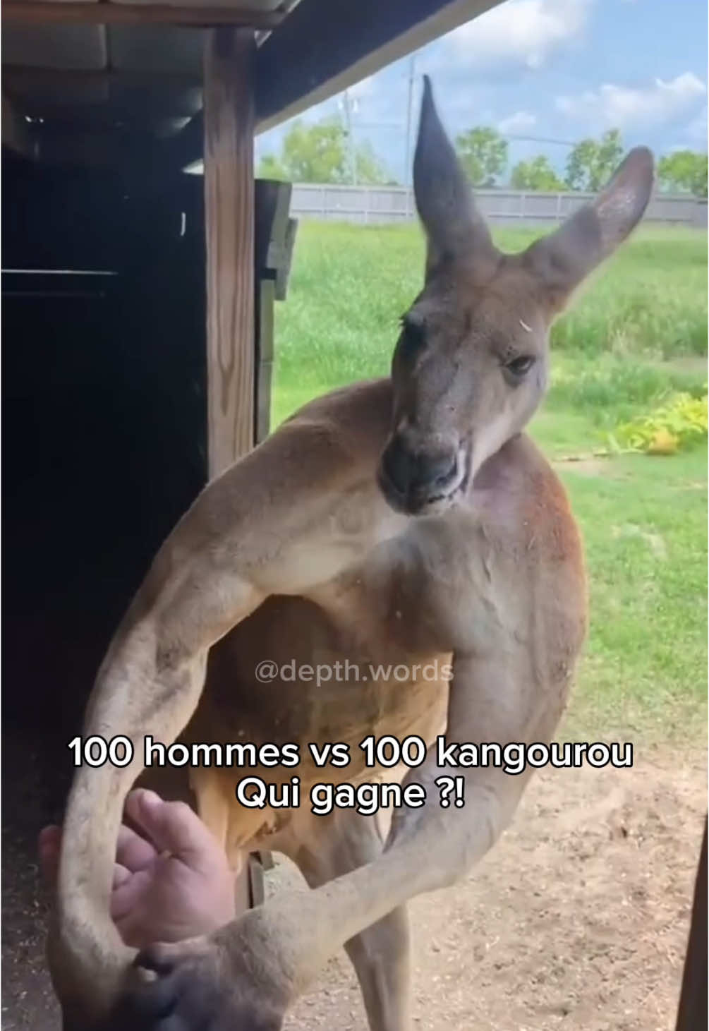 Vous en pensez quoi ?! C’est fascinant 🤯 #animals #scary #animalsoftiktok #nature #gorilla #kangoroo #fyp 