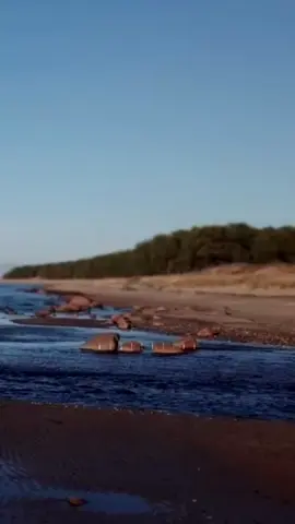 روح قلو غيرو ما بحكي ❤️#سلملي_عليه #musicazina #اليسا 