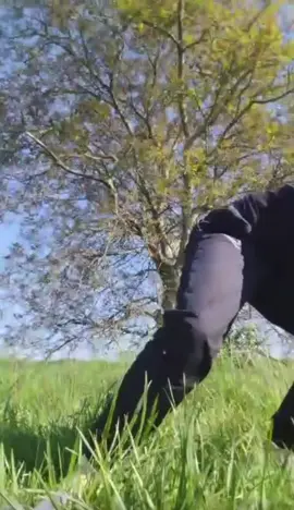 #therian#therianjump