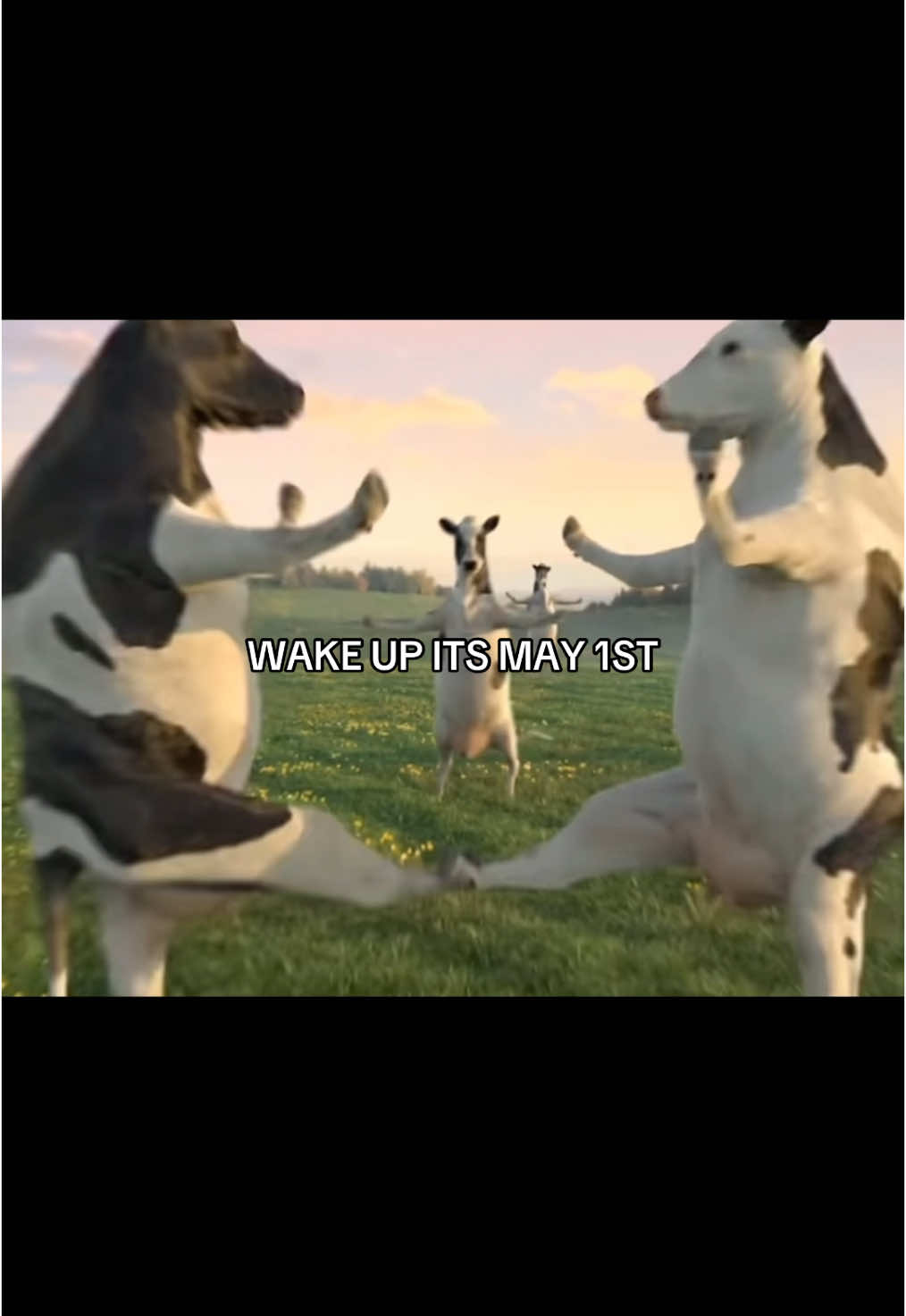 May you have a great day #may1st #wakeupitsthefirstofthemonth #cows #fyp
