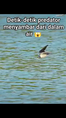 Predator Air, Ikan Pemangsa Burung #predator #bird #zonahewan #fyp