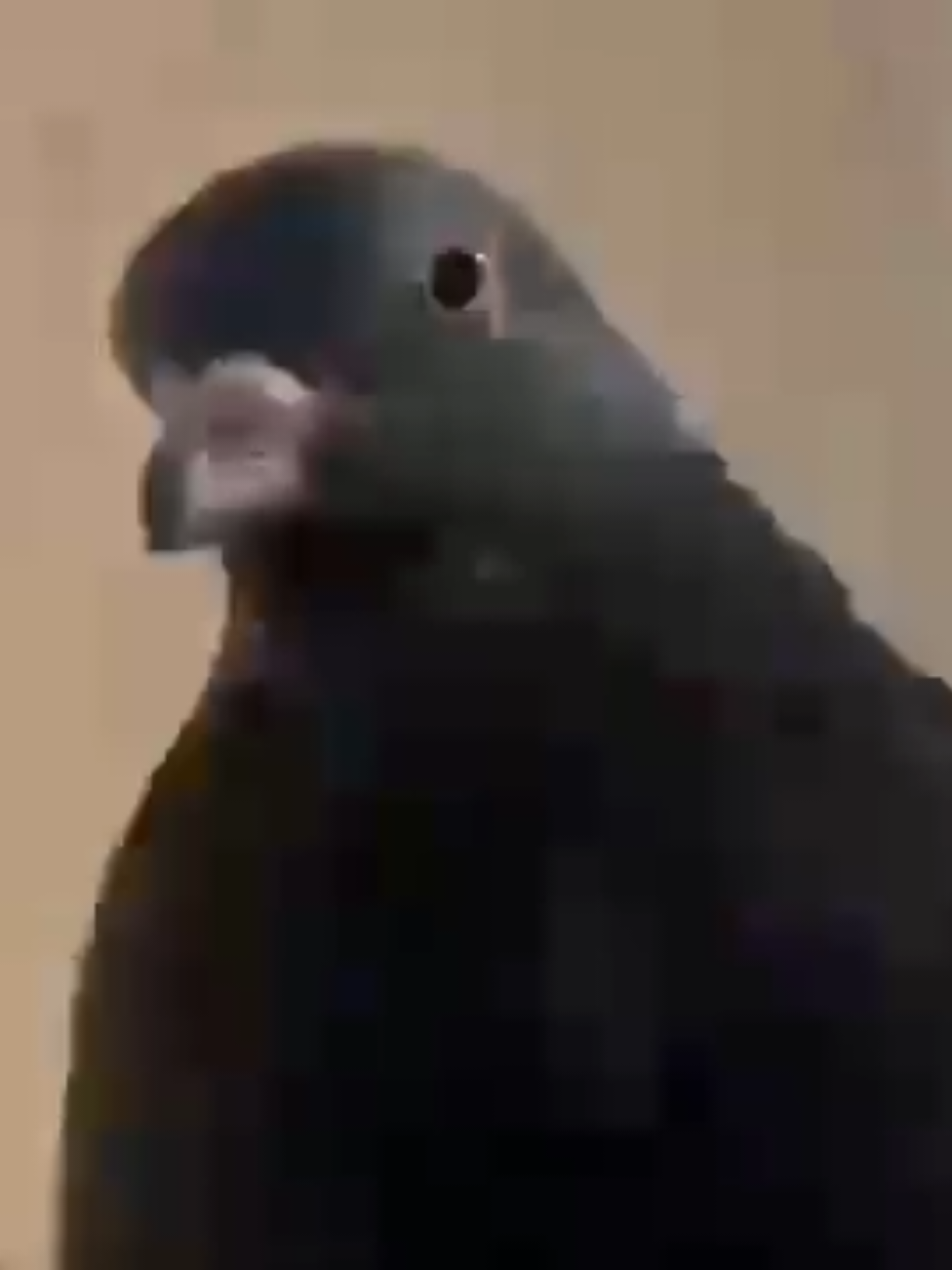 I love my seven thousand pigeons - - - - - - #fyp #memeoftheday #pigeon #pigeons #edit #memesoftiktok 