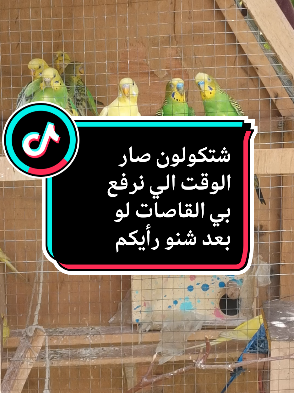 صار وقت الي نرفع بي القاصات لو بعد ؟ #افكار_وابداعات #صناعه_يدويه #صناعه #ابداعاتي #صناعه #اكسبلوررررر #حماية_الطيور_من_الحر#كناريات ##محميه_طيور #محميه_كناريات #محميه_طيور_الحب #كناريات #سوق_الغزل_يوم_الجمعة #سوق_الجمعة #الشعب_الصيني_ماله_حل😂😂 #اكسبلور #اللهم_صلي_على_نبينا_محمد #صلوا_على_رسول_الله #الفلوجة #الانبار #الانبار_الفلوجه 