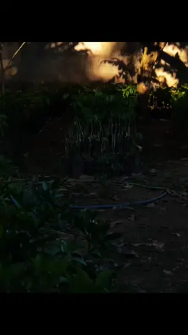 golden hour with gold memories 