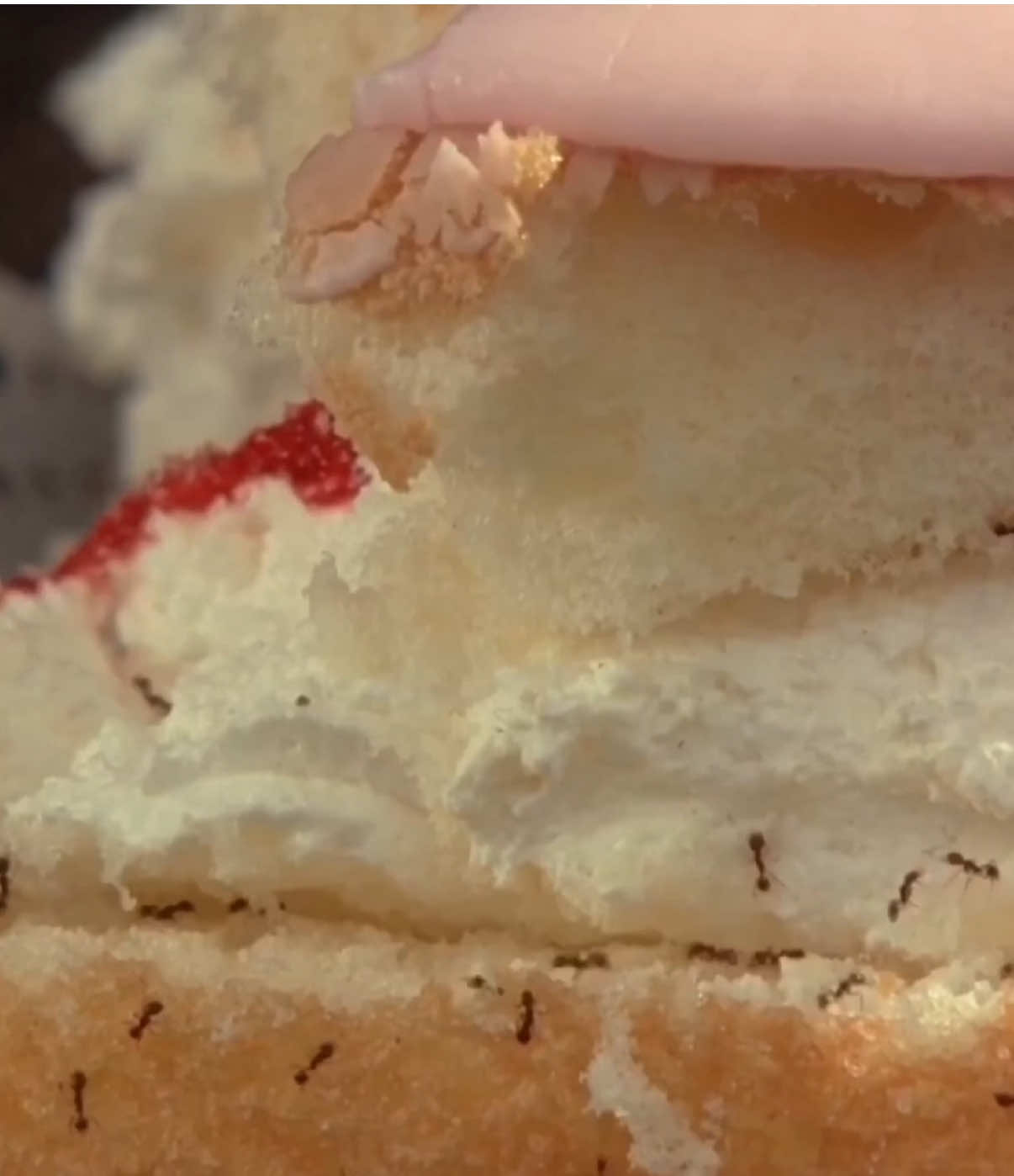 Pretty little baby🍰 #prettylittlebaby #cottagecore #balletcore #coquette #strawberryshortcake #conniefrancis #trend 