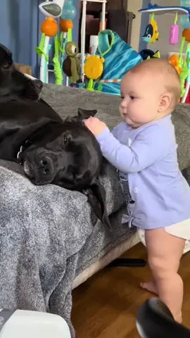 Dog and baby are the best friends #dog #baby #fyp #usa🇺🇸 #pets 