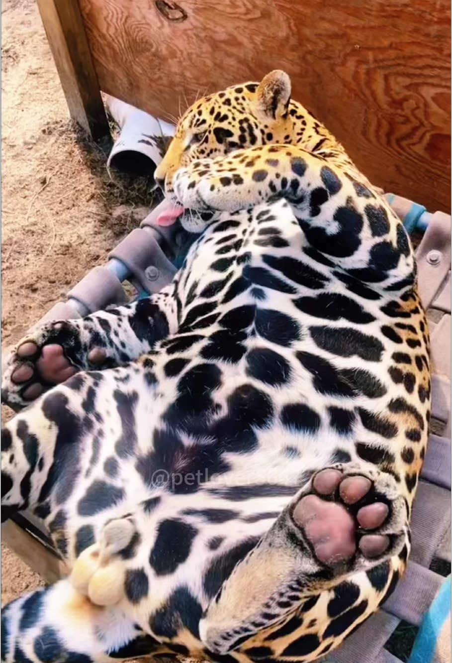 Big cat core.#funny #fyp #chooks #usa 