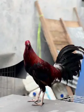 ikut trend saja bosku #CapCut #ayamphilipin #sweater #antonioburburan  #fyppppppppppppppppppppppp #fyp 