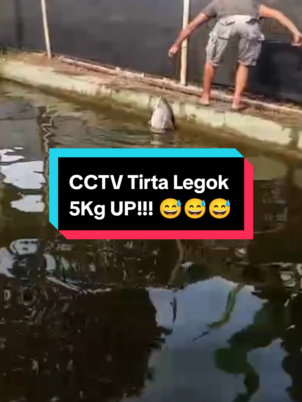 Kolam Pemancingan Tirta Legok Full bawal masteran, 4kg up. #fyp #fypage #fyppppppppppppppppppppppp #mancing #mancingmania #banyumas #purbalingga #tirtalegok 